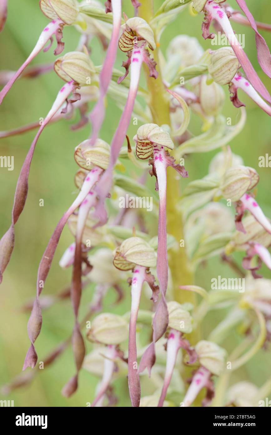 Lingua di capra (Himantoglossum hircinum), regione centrale, Francia Foto Stock