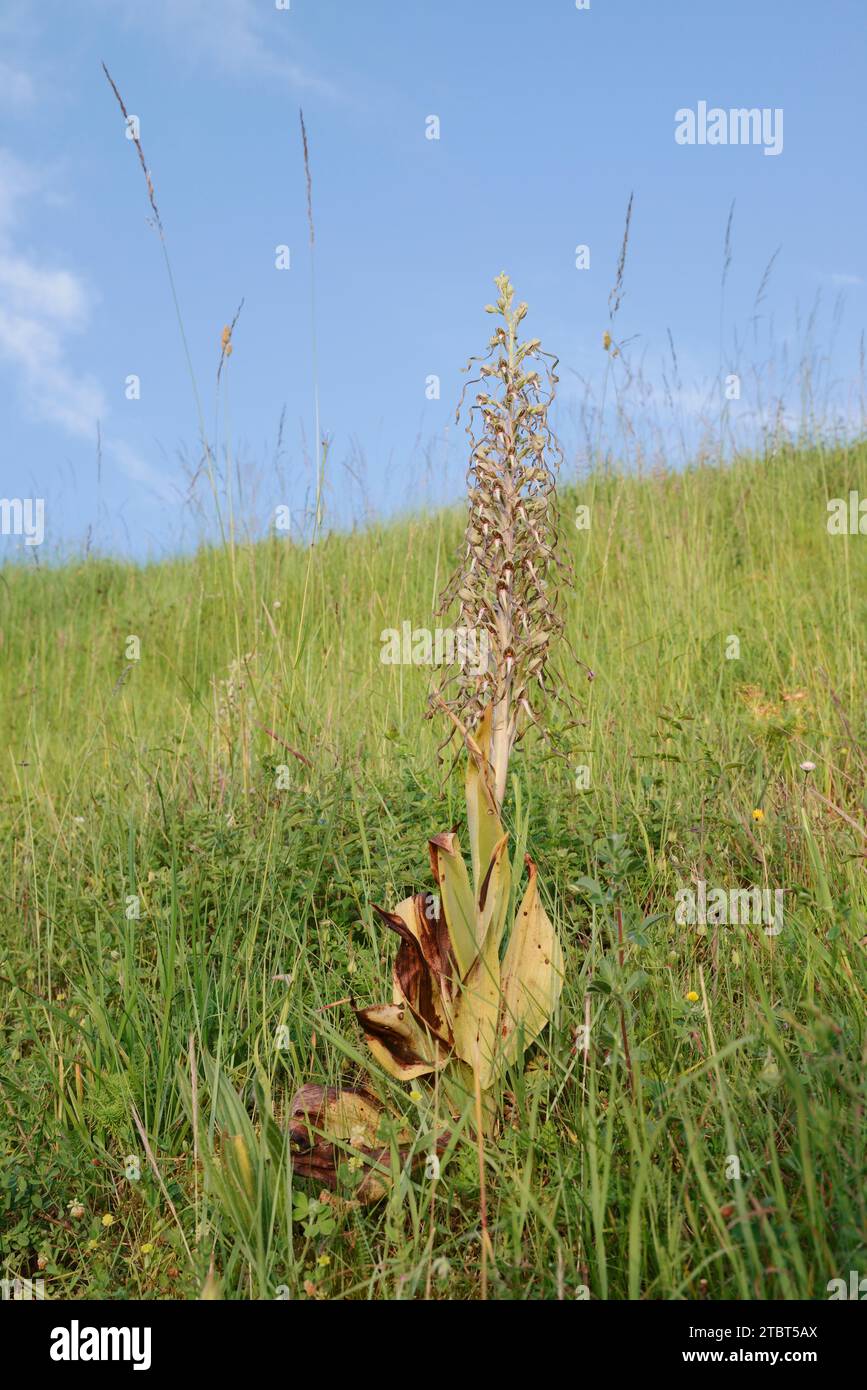 Lingua di capra (Himantoglossum hircinum), regione centrale, Francia Foto Stock