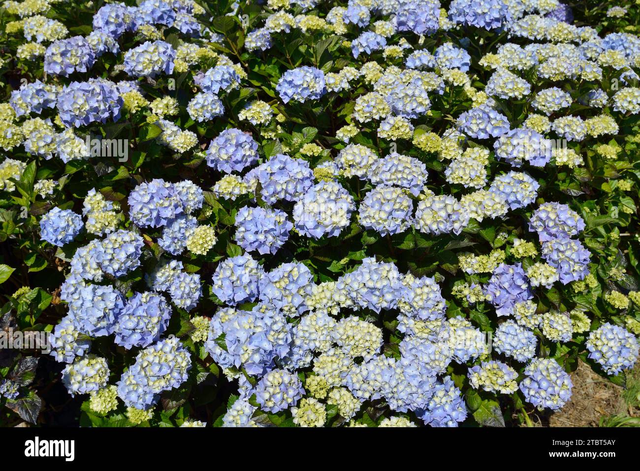 Ortensia da giardino (Hydrangea macrophylla), fioritura, Bretagna, Francia Foto Stock