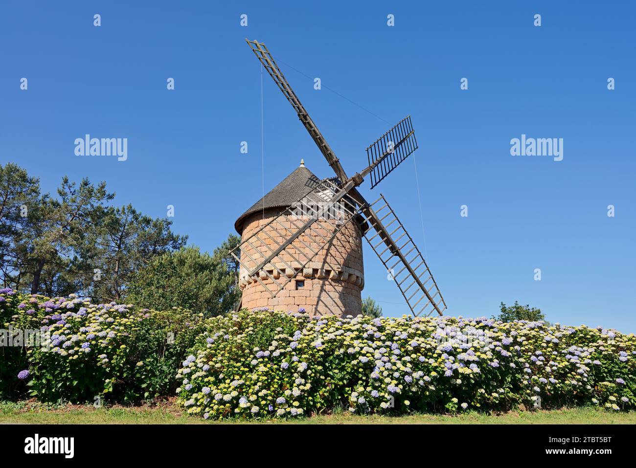 Ortensie da giardino in fiore di fronte al mulino a vento le Moulin a Vent de la Lande du CRACa'h, Perros-Guirec, Cotes-d'Armor, Bretagna, Francia Foto Stock