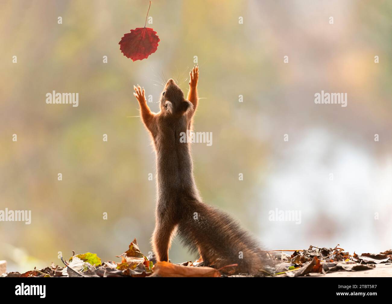 Red Squirrel vorrebbe raggiungere una foglia Foto Stock