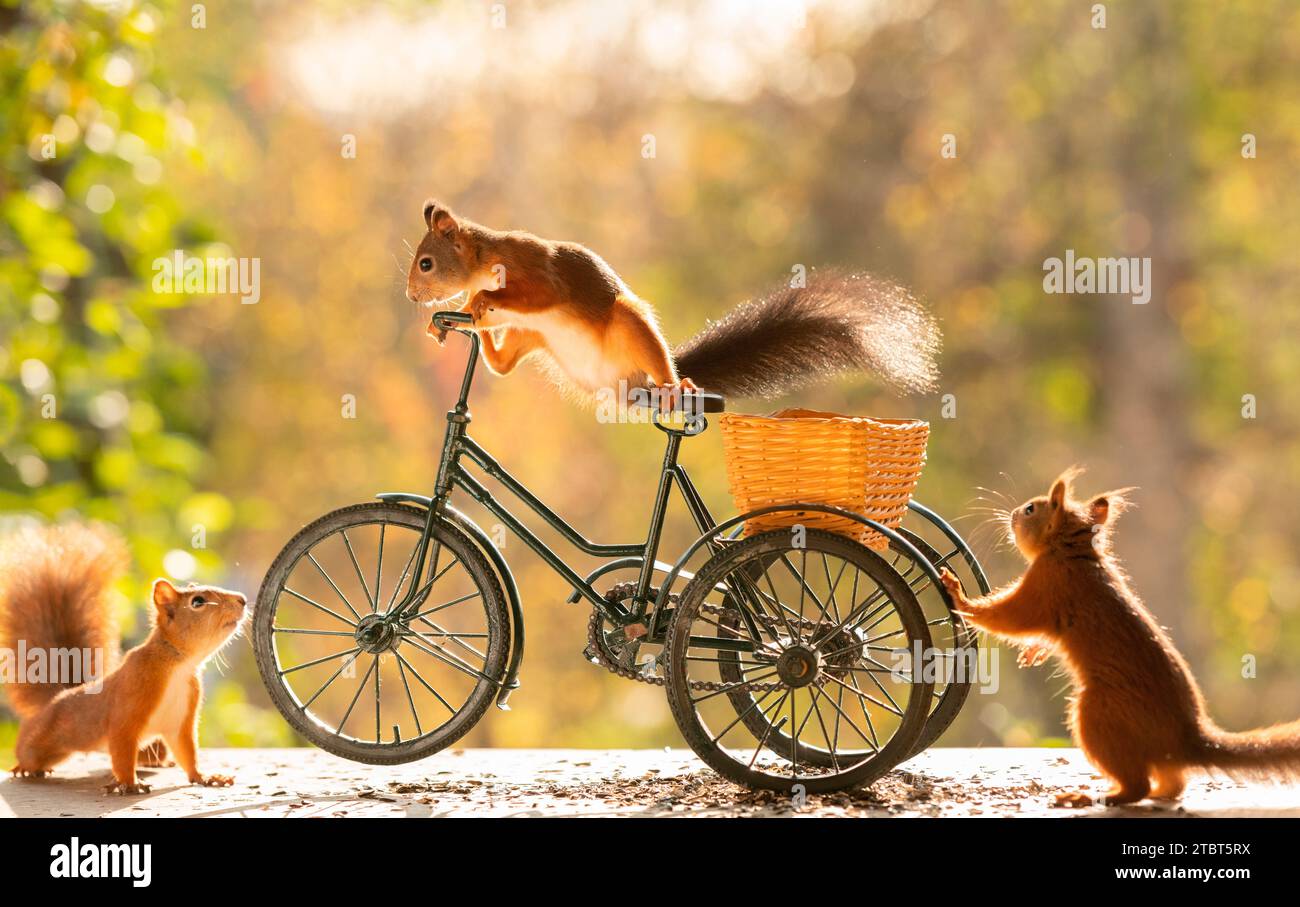 Red Squirrels con una bicicletta Foto Stock
