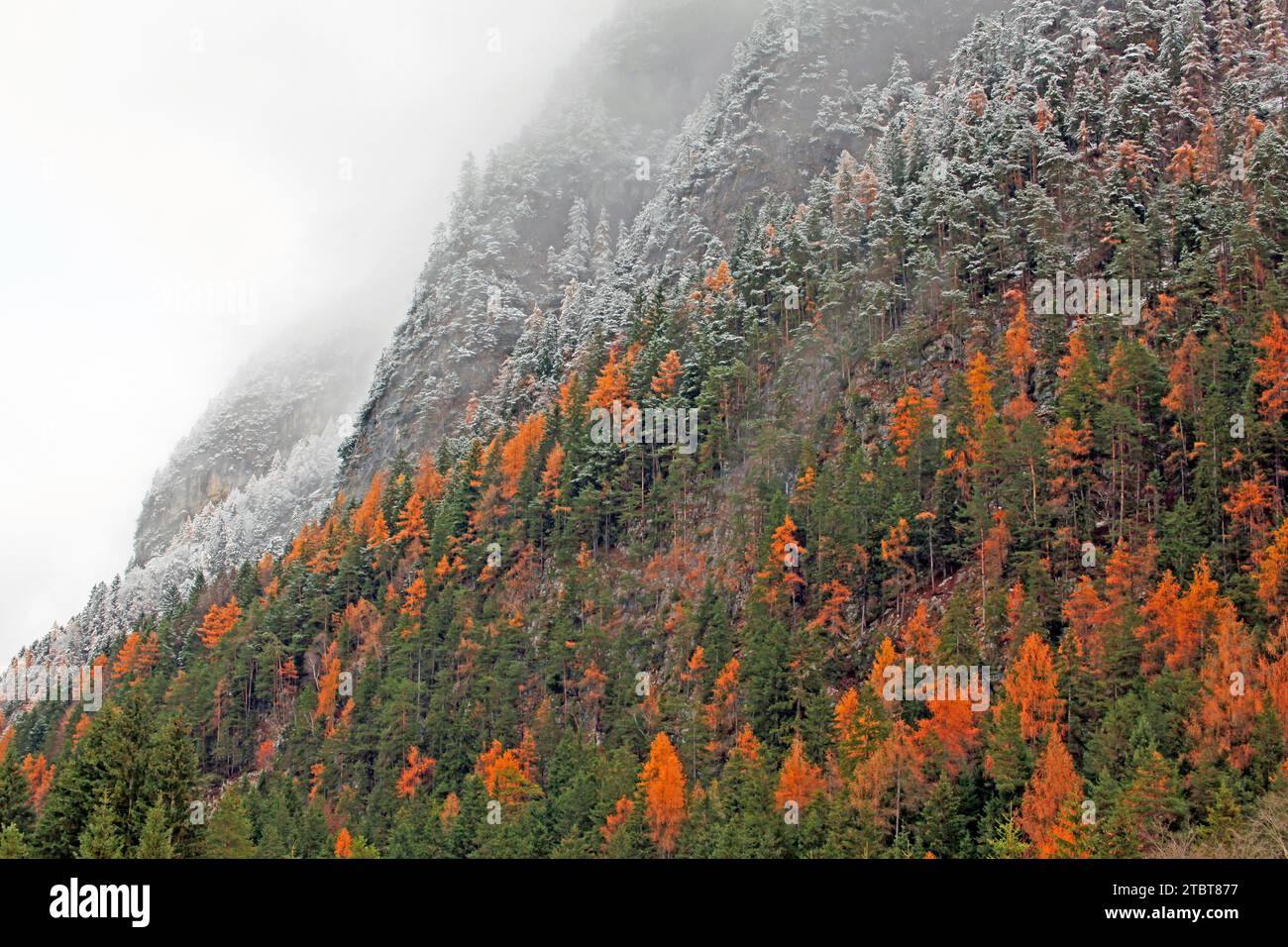 Bosco autunnale di larici lucenti e prima neve, valle del Leutasch, Tirolo Foto Stock