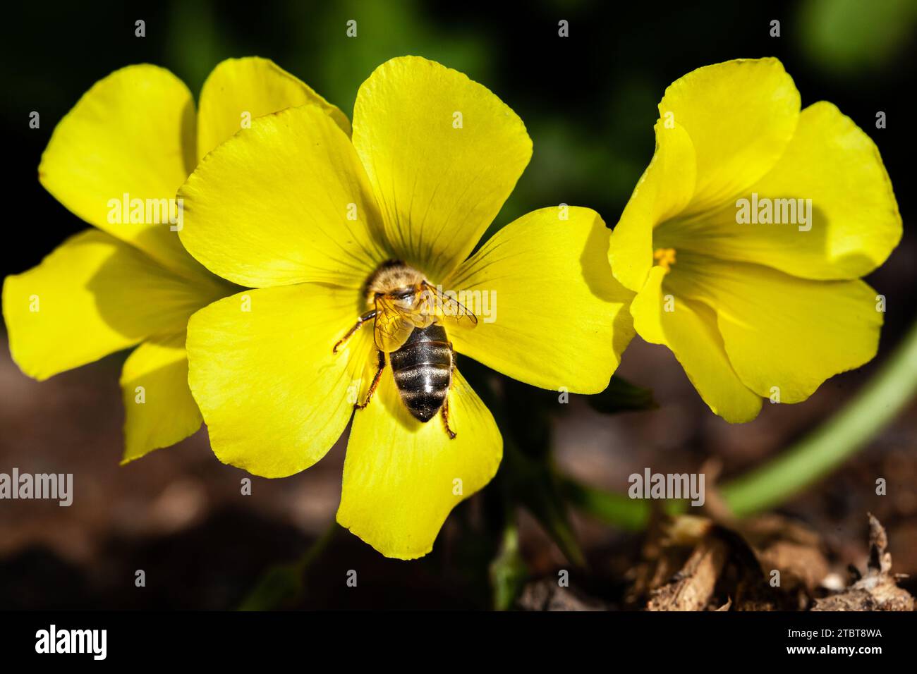 ape impollinante su un fiore Foto Stock