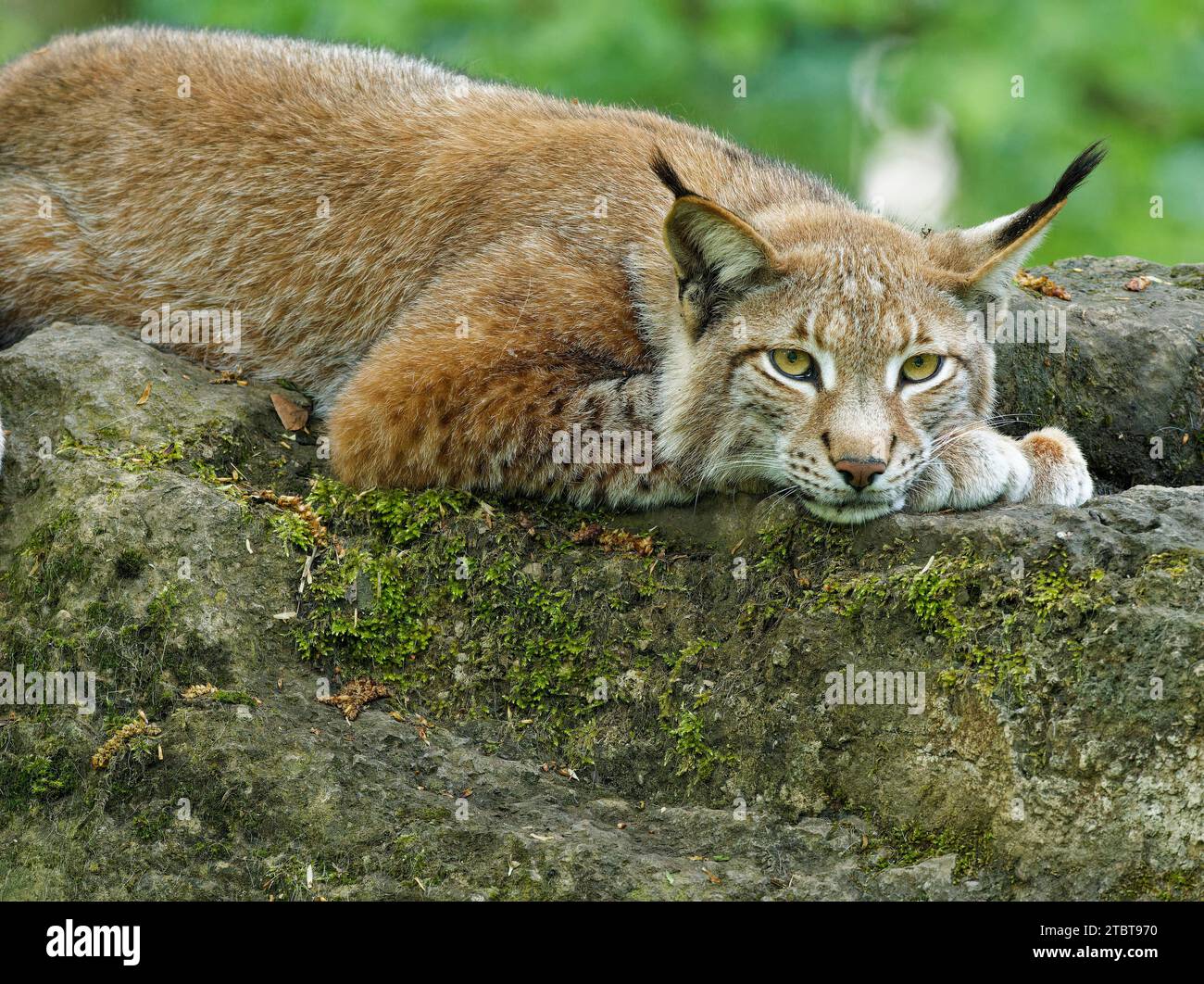 Lynx eurasiatica, lynx settentrionale, lynx lynx lynx, lynx Foto Stock