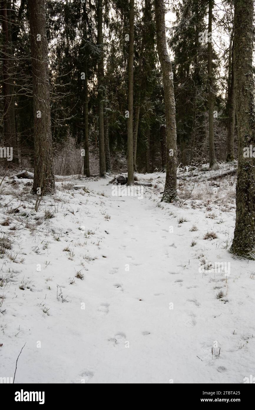 Attraversando i tranquilli sentieri innevati del Pokainu Mezs della Lettonia, un viaggio tranquillo tra i pini sussurrati e l'abbraccio dei venti. Foto Stock