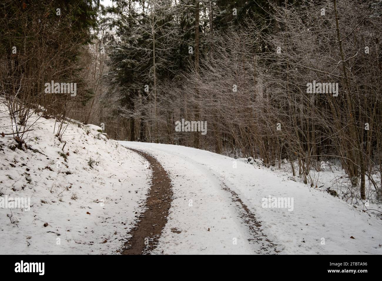 Il sentiero della foresta indossa le storie dei viaggi effettuati, ogni traccia di pneumatici sussurra il passaggio del viaggiatore attraverso boschi baciati dalla neve. Foto Stock