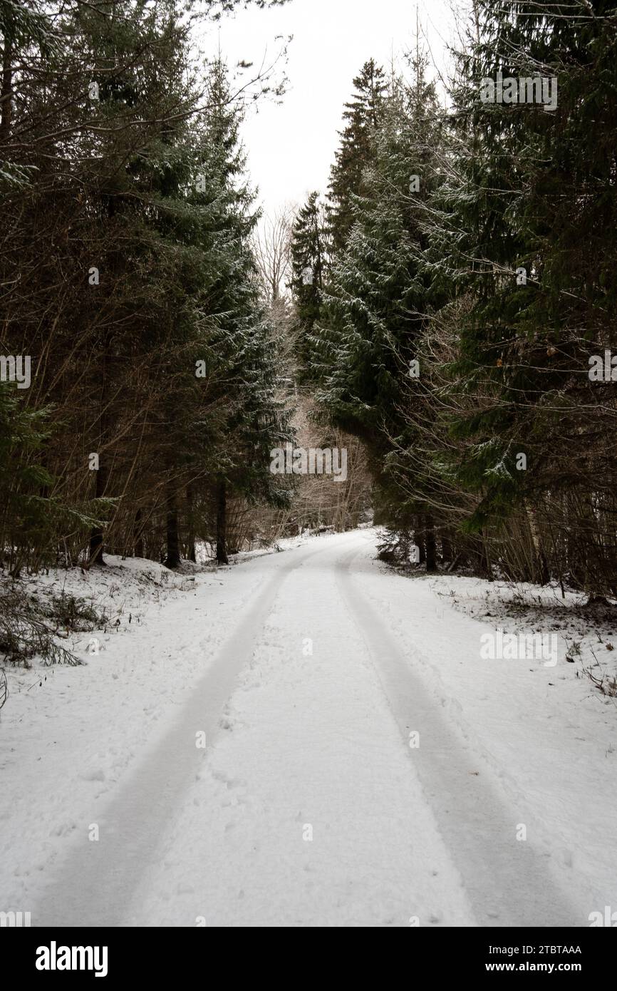 Queste tracce di pneumatici sulla neve rispecchiano i passaggi di esplorazione, una narrazione silenziosa incisa su strade illuminate dal sole attraverso boschi ghiacciati. Foto Stock