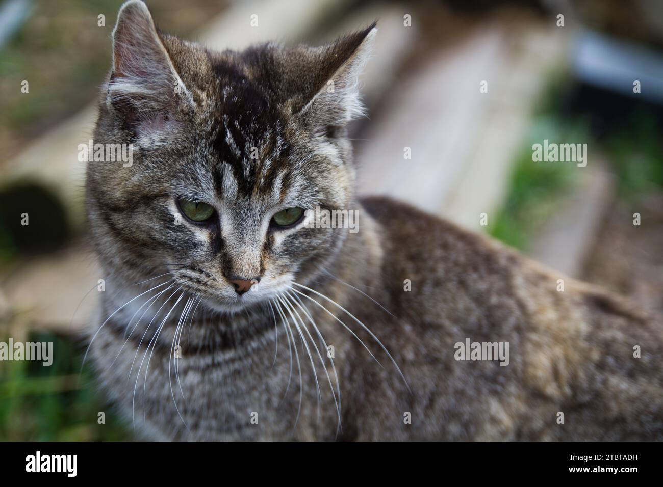 Tabby Cat: Uno sguardo contemplativo in un ambiente naturale all'aperto Foto Stock