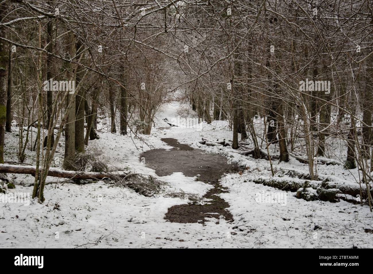 Entra nel fascino incontaminato di Pokainu Mezs, Dobele, Latvija, un sentiero innevato che rivela la bellezza incontaminata dell'inverno lettone. Foto Stock