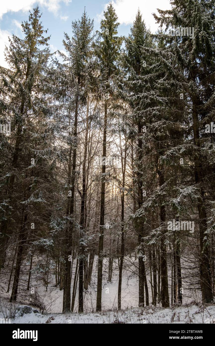 Tra il silenzio baciato dalla neve di Pokainu Mezs, Dobele, Latvija, questi pini svettanti si innalzano come maestosi guardiani, velati in eleganza. Foto Stock