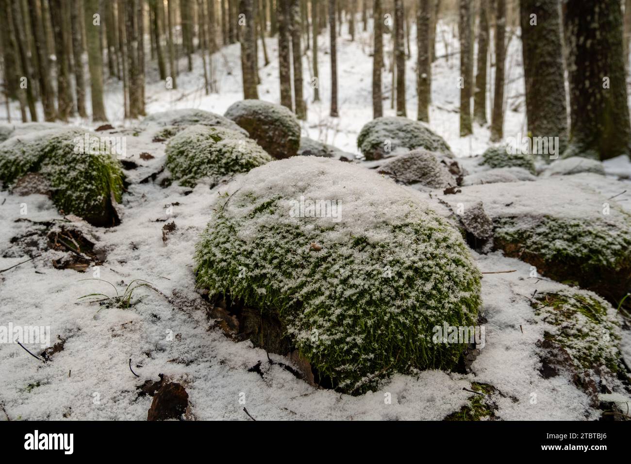 Le texture contrastanti abbracciano le rocce ricoperte delicatamente di muschio nel cuore di Pokainu Mezs, Dobele, Latvija, una serena fusione di t invernali Foto Stock