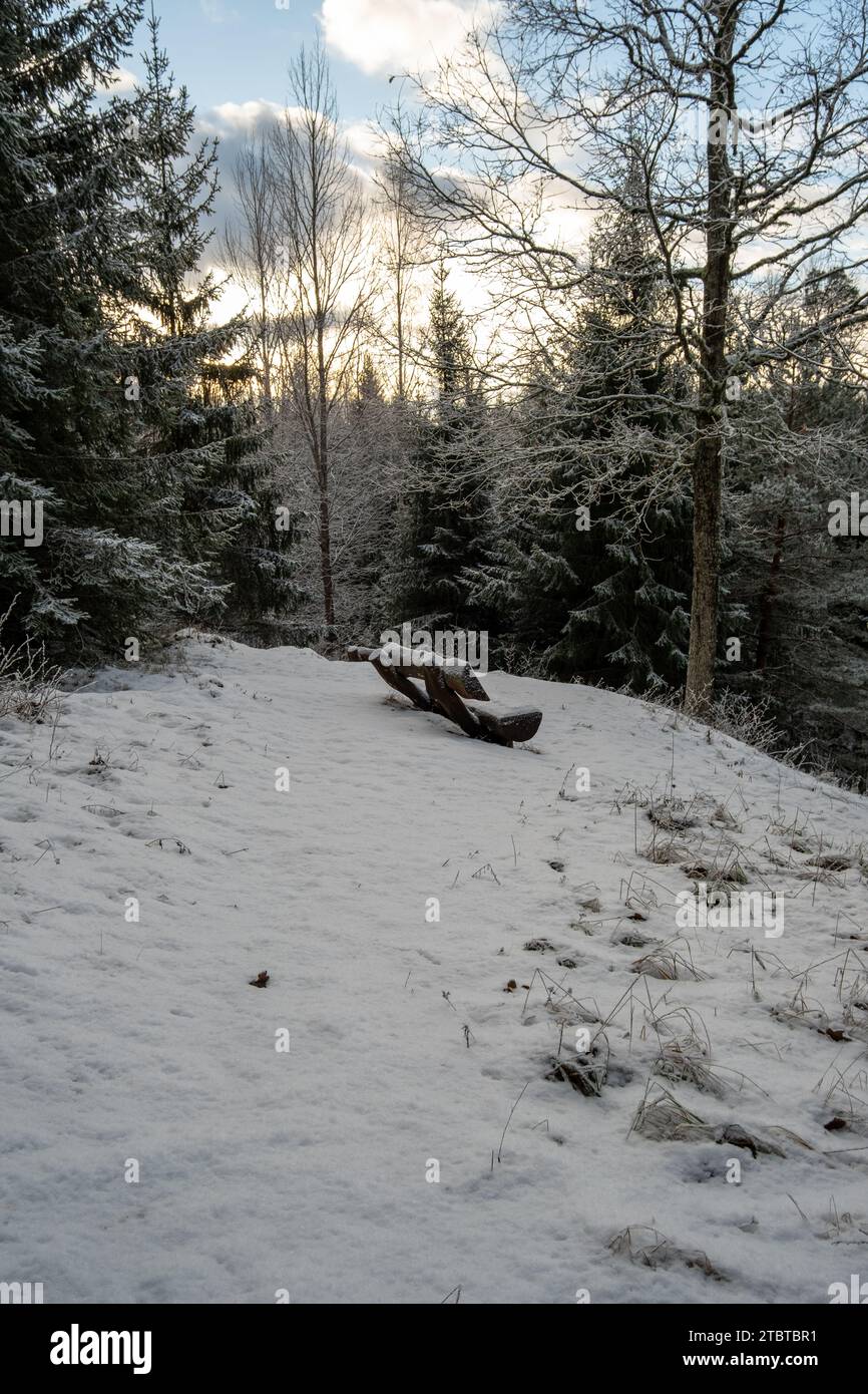 Un paradiso innevato immerso nell'abbraccio della natura, una panchina che offre conforto tra le maestose abete di Dobele, Latvija. Foto Stock