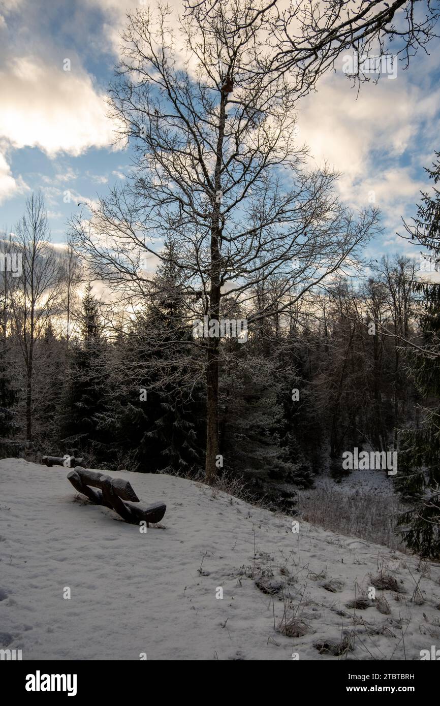 Ricoperta di neve e serena, questa panchina tra gli abeti innevati di Pokainu Mezs invita a un momento di tranquilla riflessione. Foto Stock