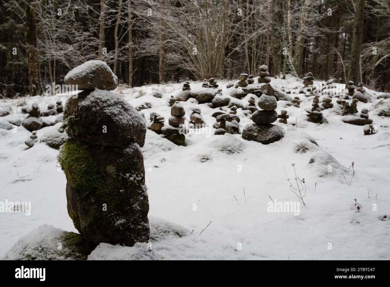 Nell'abbraccio della foresta innevata, rocce adornate di neve e muschio si trovano come custodi di un mondo mistico a Dobele, Latvija. Foto Stock