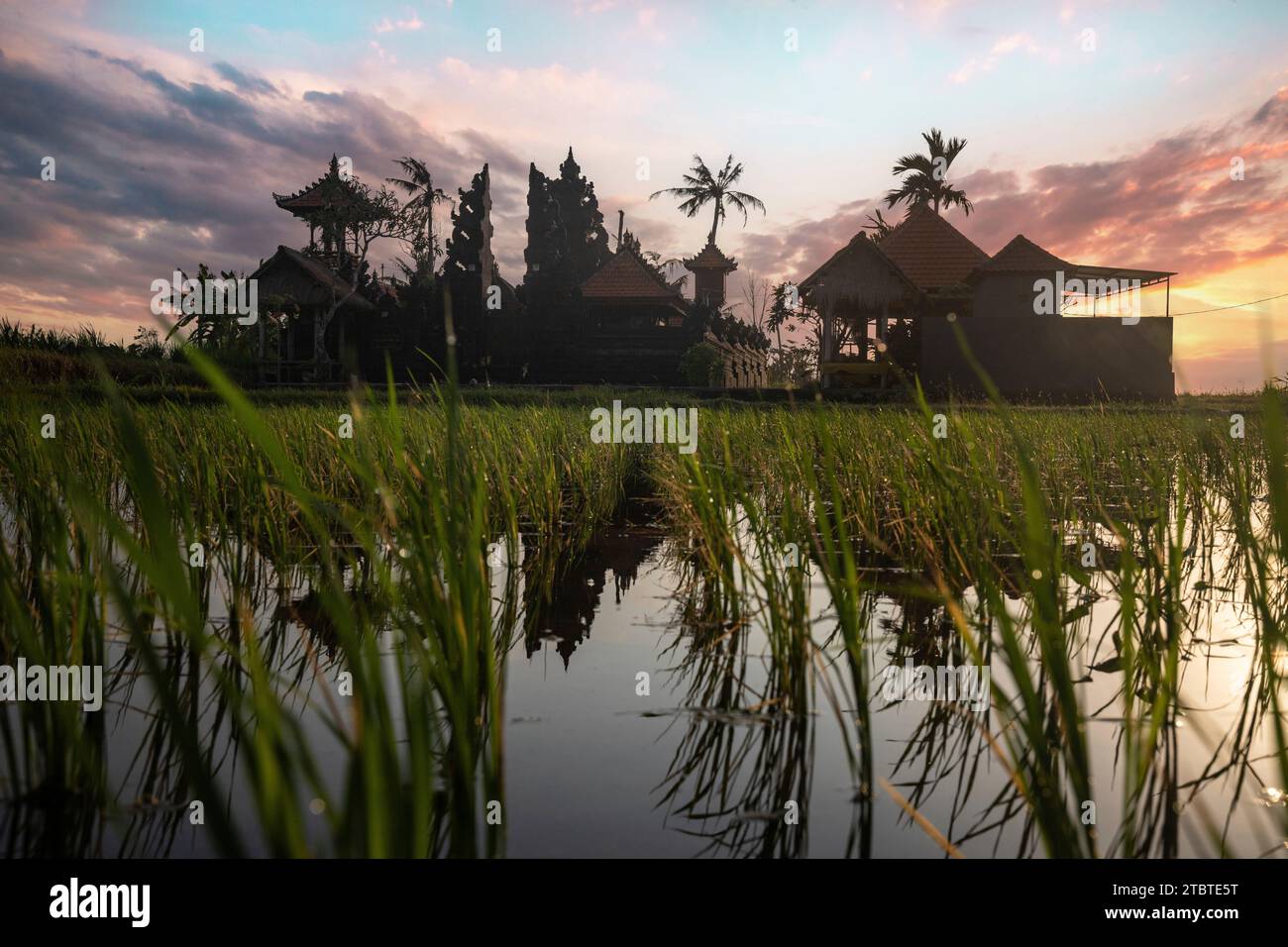 Grandi terrazze di riso fresco con acqua al mattino, vista sul verde dei pesci verso un tempio indù al mattino, paesaggio girato su un'isola tropicale Foto Stock