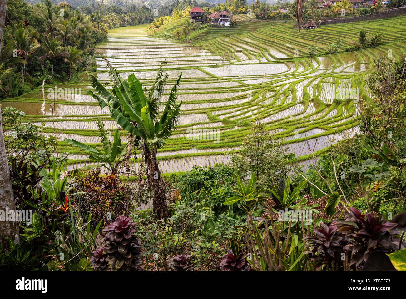 Terrazze di riso alla luce della sera, bellissime terrazze di riso verdi con vista del paesaggio, un grande edificio storico a Bali Foto Stock