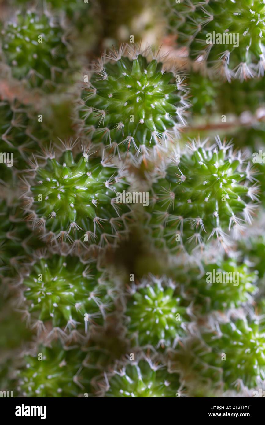 Close-up di un fico d'india cactus Foto Stock