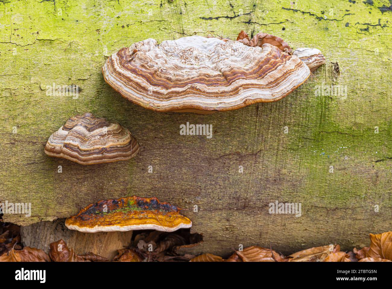 Il fungo di Tinder (Fomes fomentarius) sul tronco di un faggio caduto, cresce sul bosco morto Foto Stock