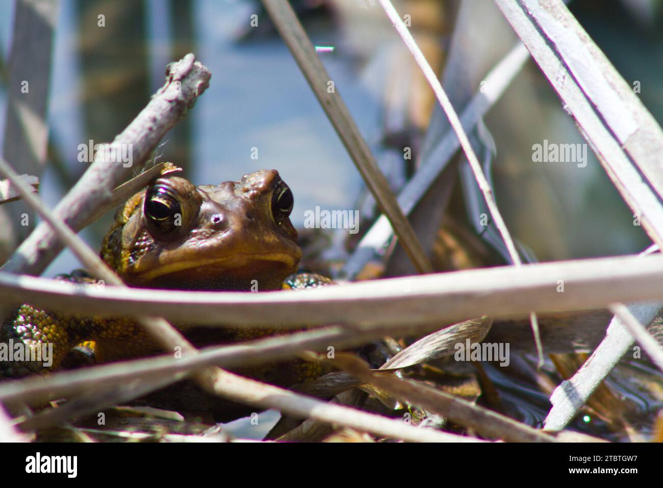 Primo piano di Brown Frog nel Natural Freshwater Habitat, Fort Wayne, Indiana Foto Stock