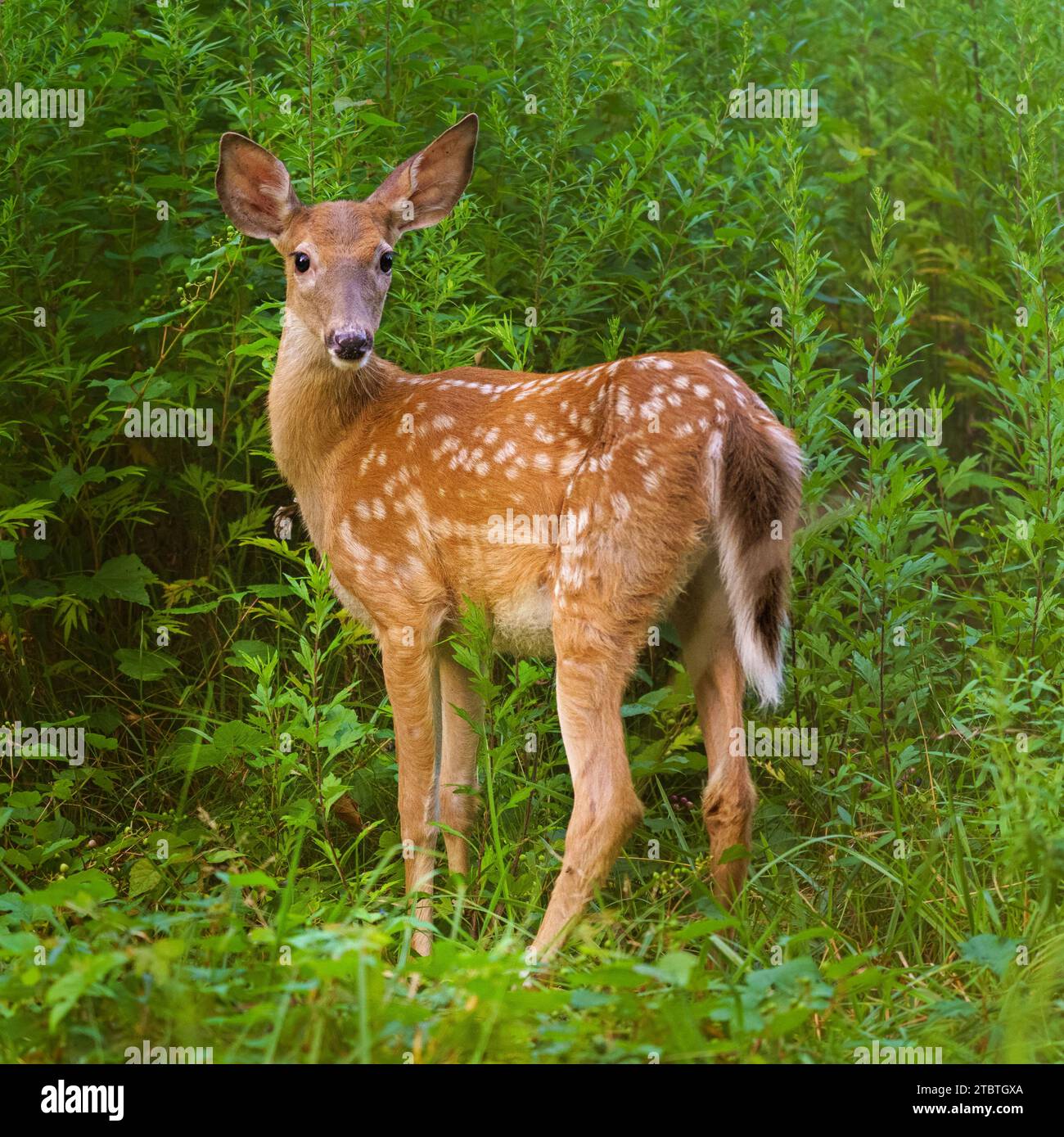 Crespugna, cervo dalla coda bianca, Odocoileus virginianus, adorabile giovane animale, Rockwood Hall Park, contea di Westchester nella Hudson Valley, New York Foto Stock