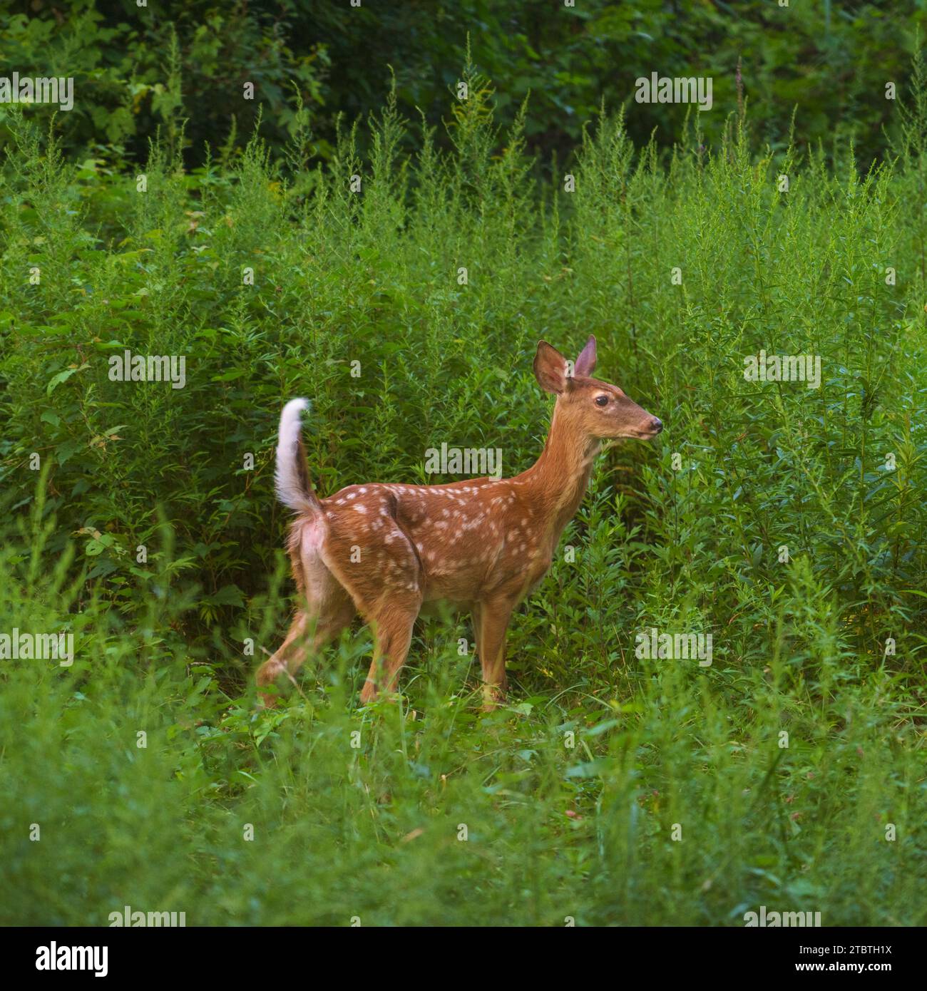 Cervo dalla coda bianca, Odocoileus virginianus, sottospecie, cervo dalla coda bianca settentrionale, Odocoileus virginianus borealis, carino cucciolo, AT Foto Stock