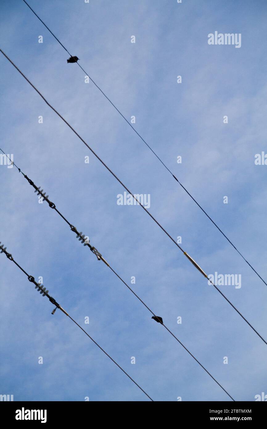Uccelli solitari appollaiati su Power Lines contro Soft Blue Sky Foto Stock