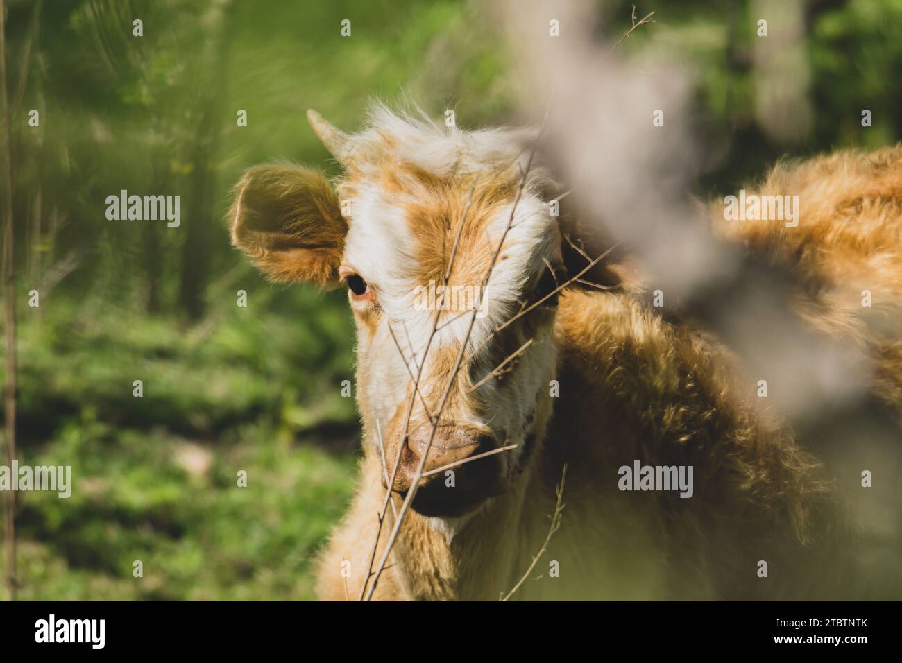 mucca bianca e marrone che guarda la macchina fotografica Foto Stock