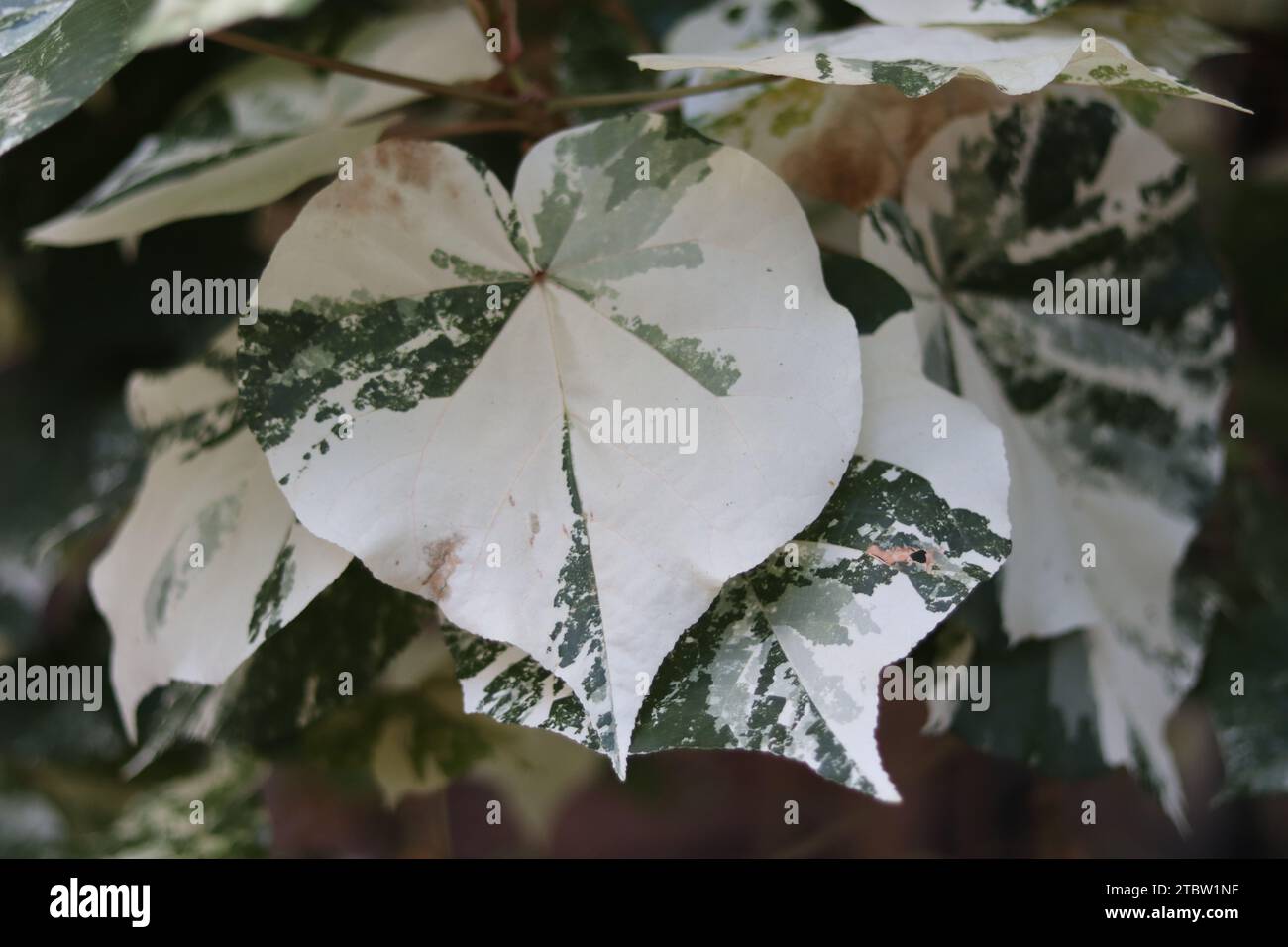 Un vibrante primo piano di una pianta esotica verde e bianca, con un suggestivo centro nero, illuminato dalla luce naturale del sole Foto Stock