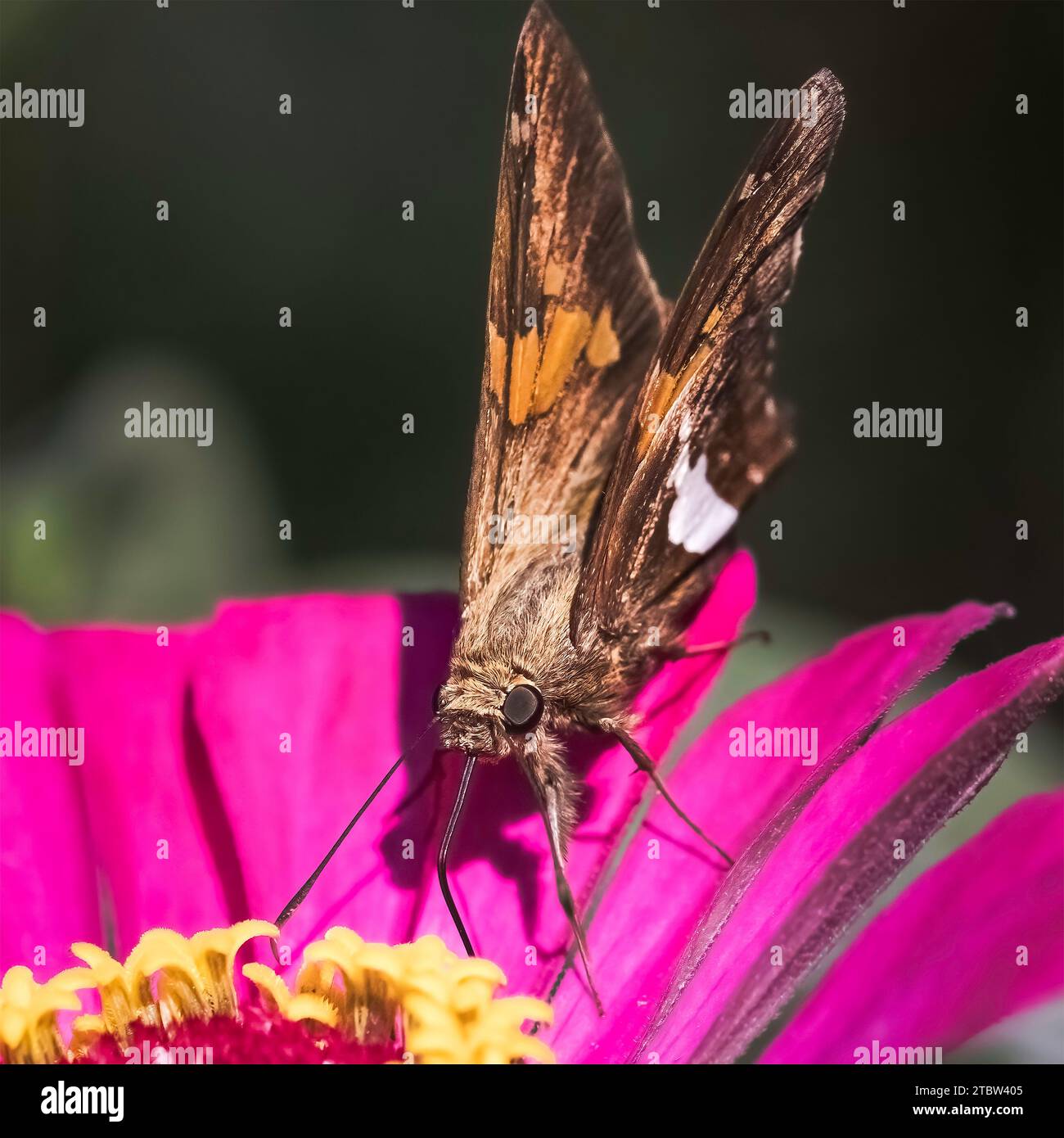 Una farfalla Skipper con macchie d'argento (Epargyreus clarus) che beve nettare da un fiore di zinnia rosa. Long Island, New York, USA Foto Stock
