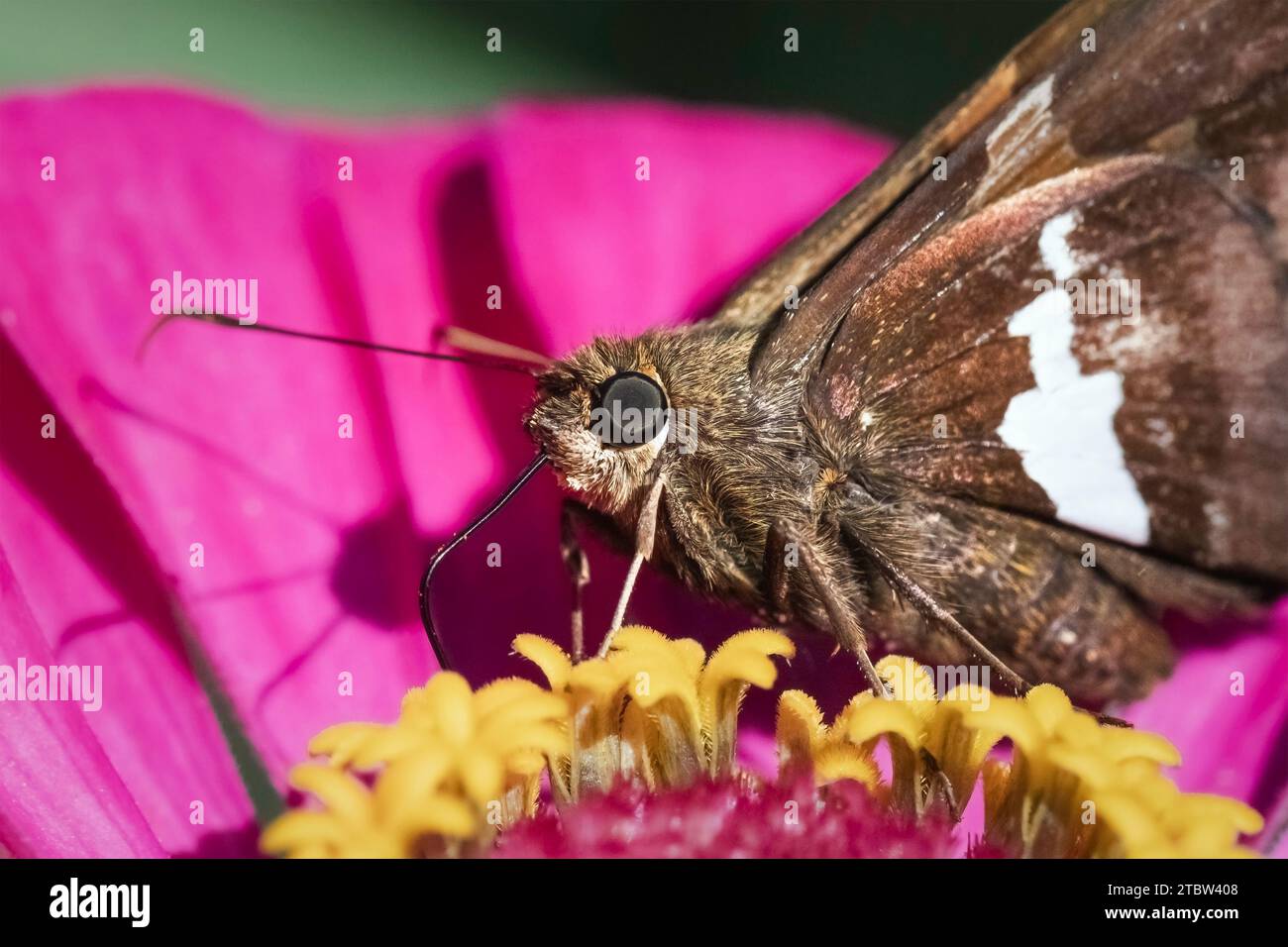Primo piano estremo di una farfalla Skipper con macchie d'argento (Epargyreus clarus) che utilizza la sua lingua proboscica per recuperare il nettare da un fiore di zinnia rosa Foto Stock