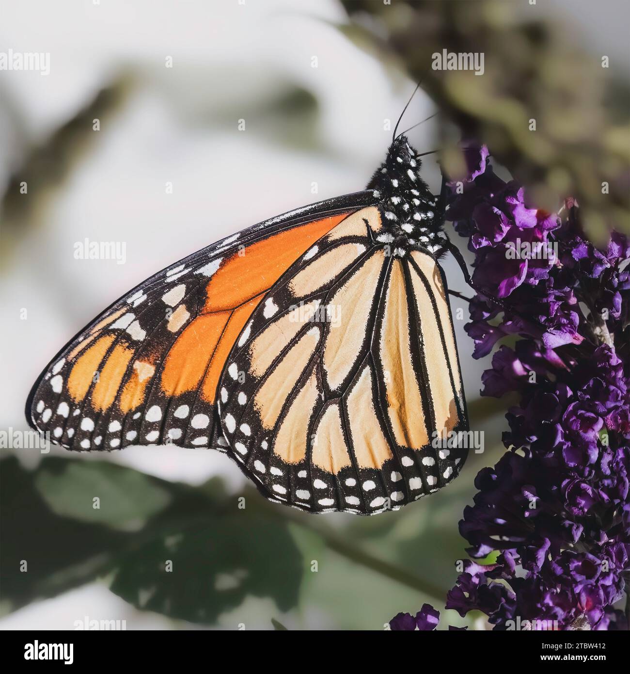 Una farfalla monarca in via di estinzione (Danaus plexippus) con ali arancioni con marcature bianche e nere che si nutrono di fiori viola. Foto Stock