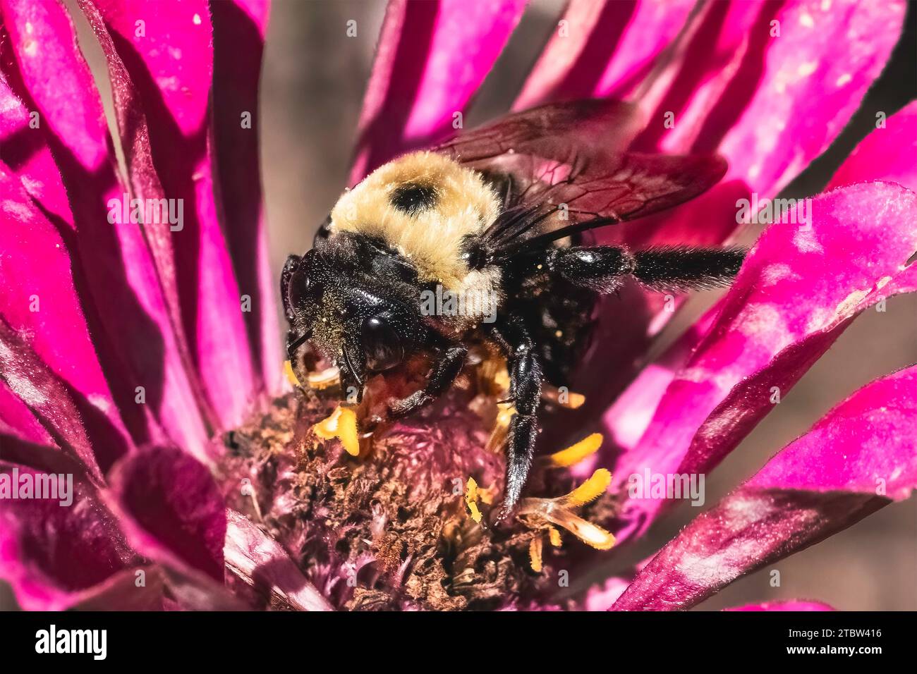 Un'ape Carpenter orientale (Xylocopa virginica) che alimenta e impollina un fiore di zinnia rosa. Long Island, New York, USA Foto Stock