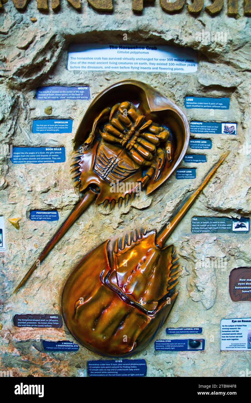 Mostra interattiva di granchi a ferro di cavallo all'acquario del Tennessee Foto Stock