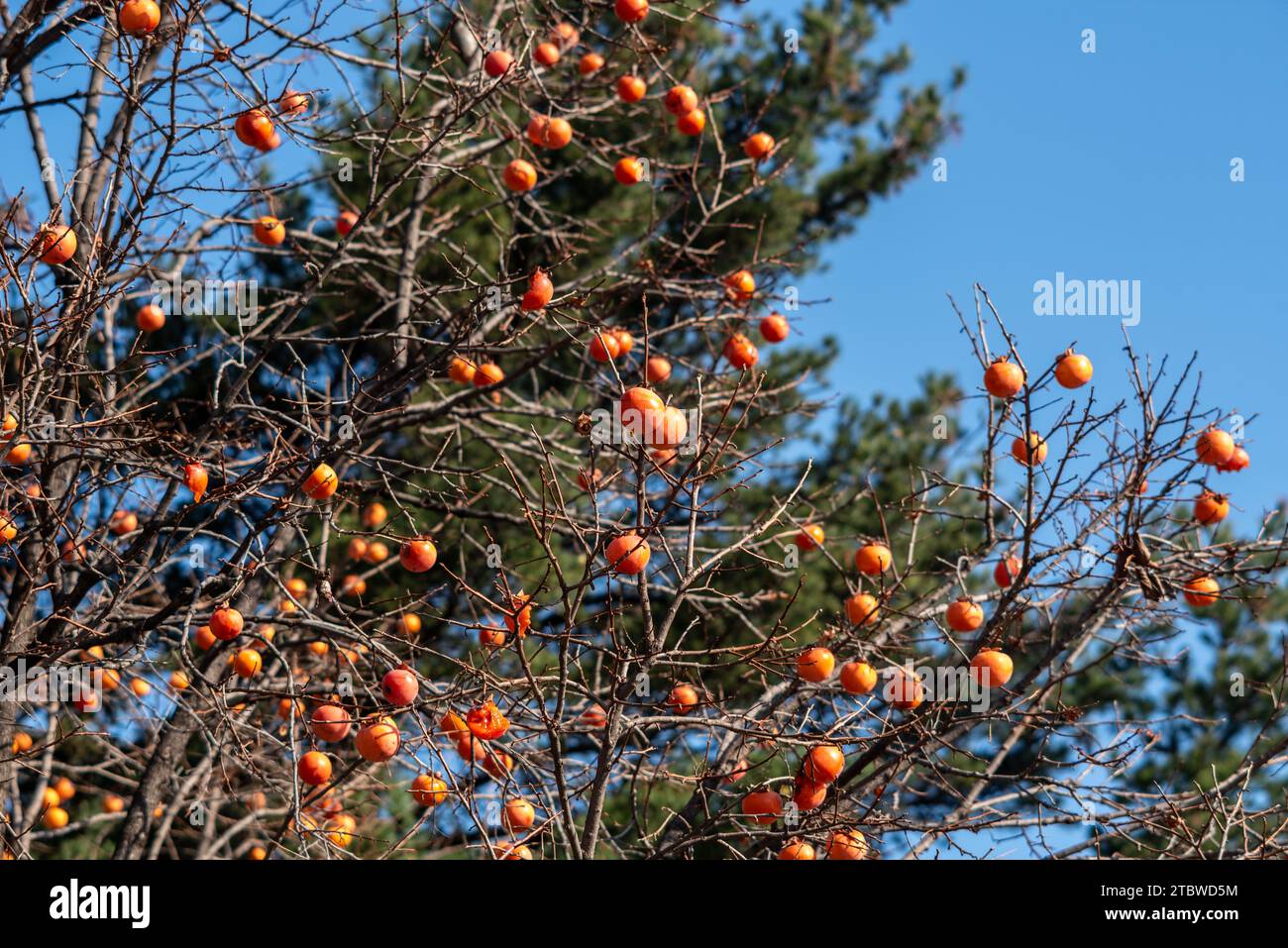 Obiettivo selettivo della maturazione dei frutti di cachi appesi a un ramo d'albero in autunno Foto Stock