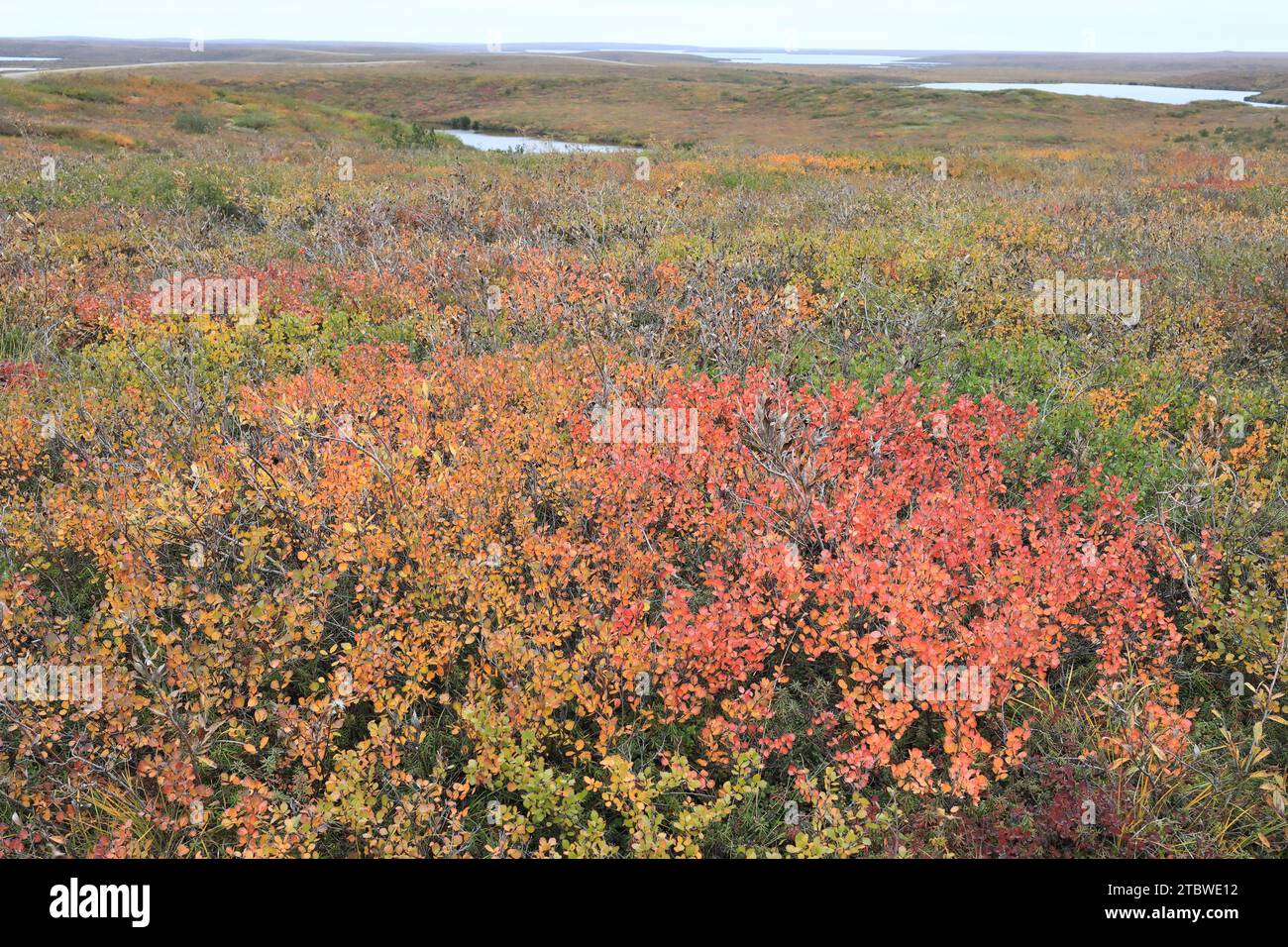 La tundra del Canada Foto Stock