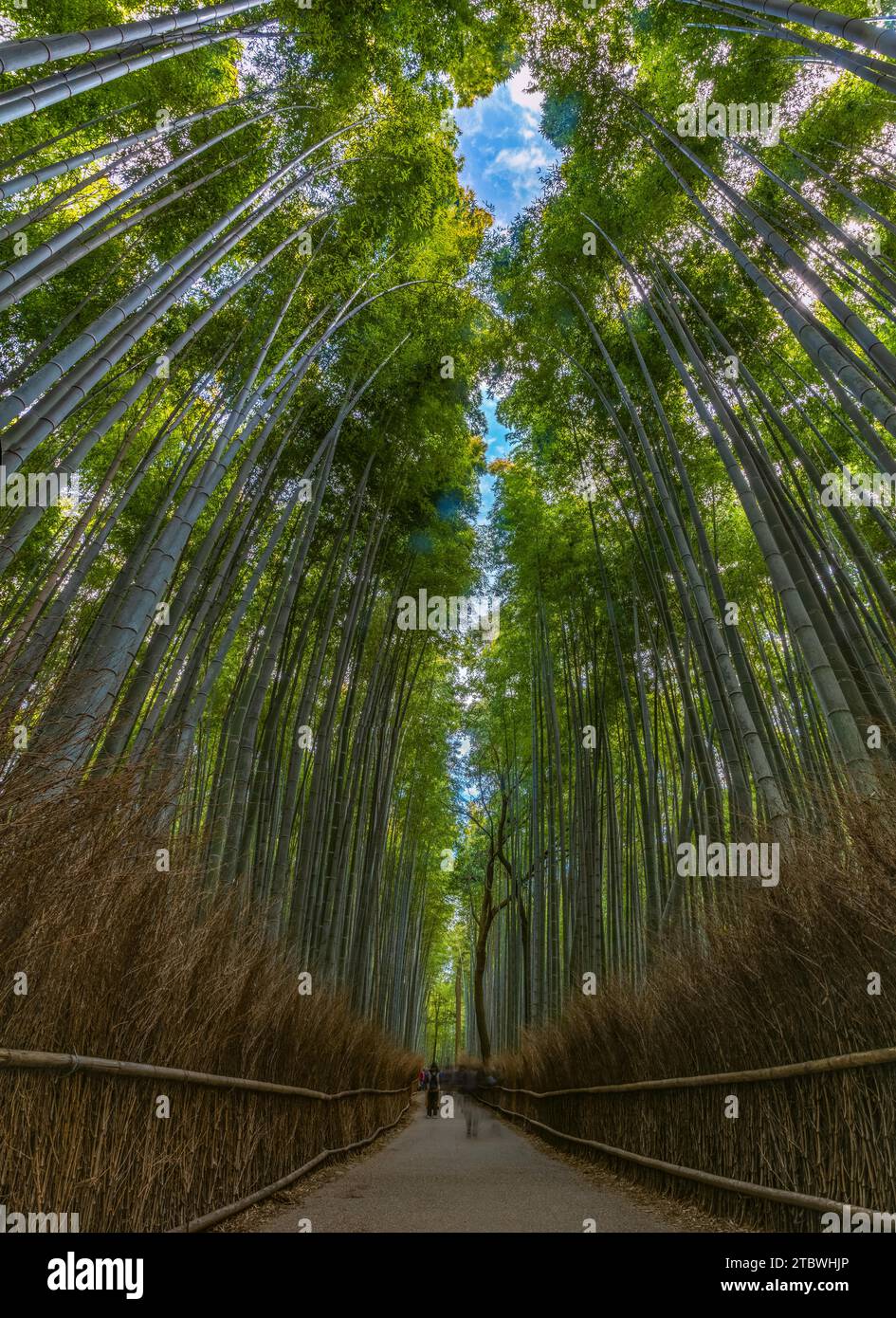 Una foto panoramica della Foresta di bambù, a Kyoto Foto Stock