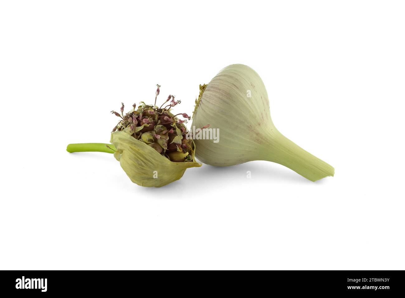Bulbi e bulbi freschi di aglio isolati su bianco. Far crescere l'aglio dai bulbili Foto Stock