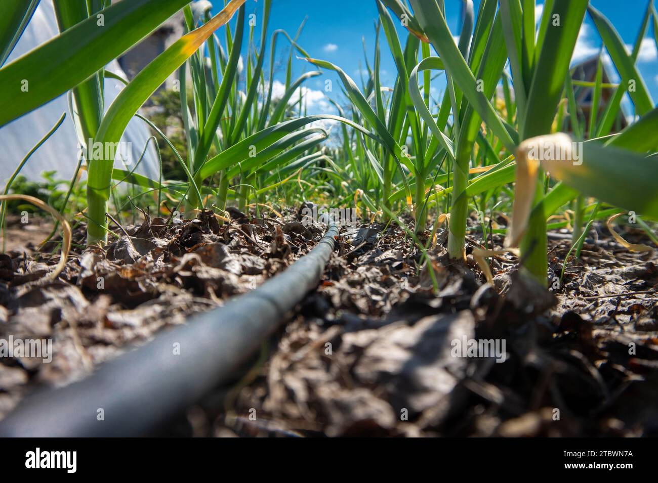 Tubo di irrigazione in plastica nera su un campo agricolo a basso angolo tra file di giovani giovani di primavera verde fresco aglio Foto Stock