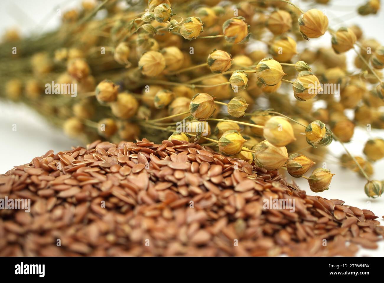 Mucchio di semi di lino e mazzo di piante di lino con fiori Foto Stock