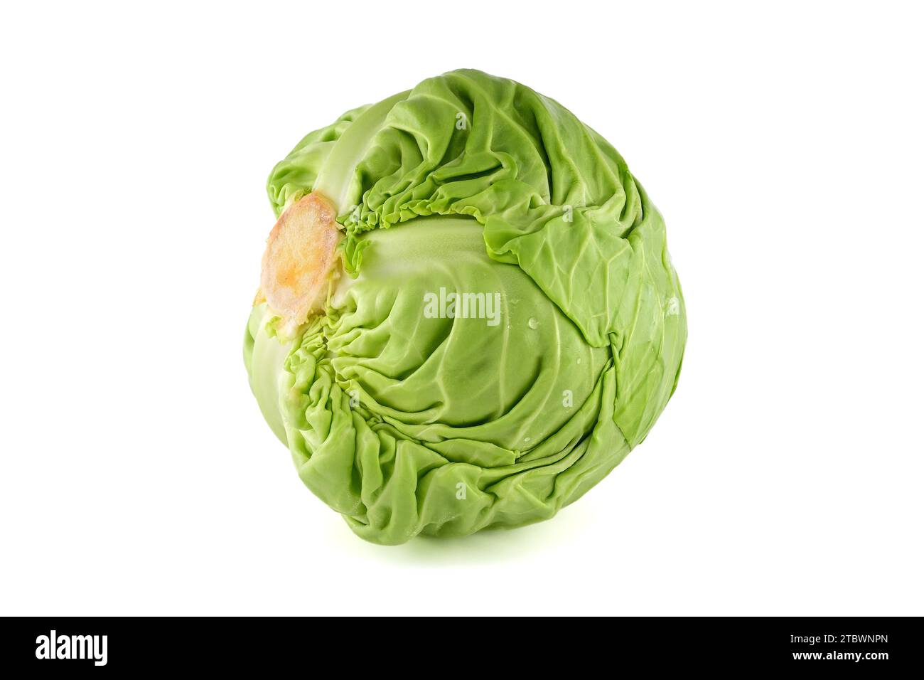 Testa di cavolo bianco fresco isolato su sfondo bianco Foto Stock