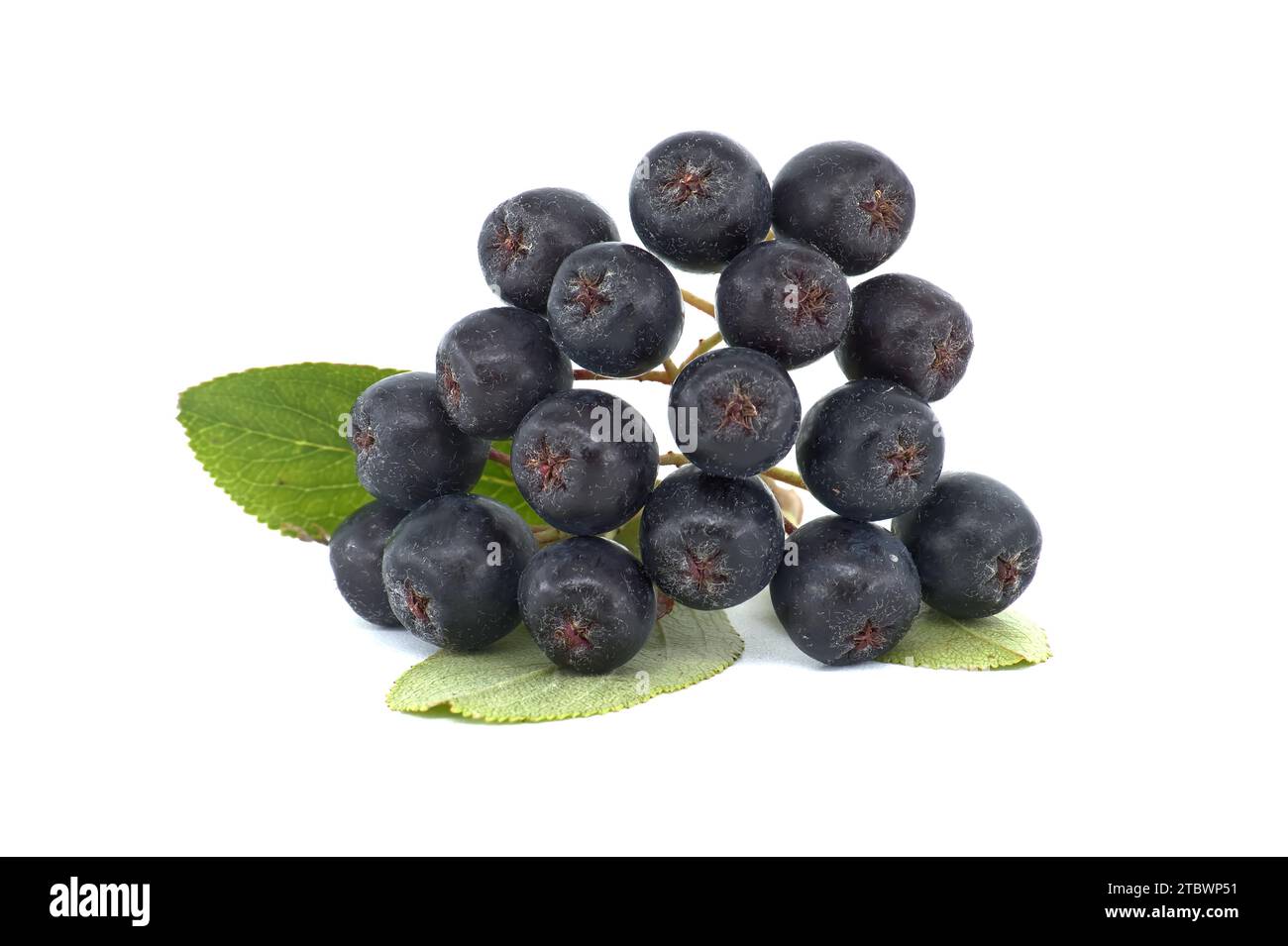 Chokeberry con foglie isolati su sfondo bianco. Nero bacche di Aronia Foto Stock