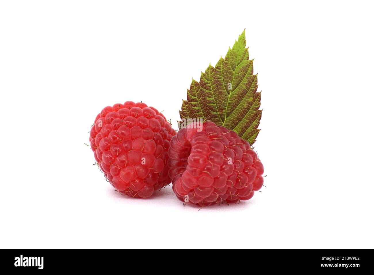 Bacche di lampone rosse mature con foglie verdi. Vista laterale, isolata su sfondo bianco Foto Stock