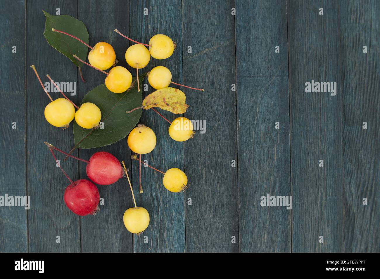 Mela gialla di granchio europeo (Malus sylvestris) o mela selvatica e granchio siberiano rosso Malus baccata su sfondo vintage di legno blu, vista dall'alto Foto Stock