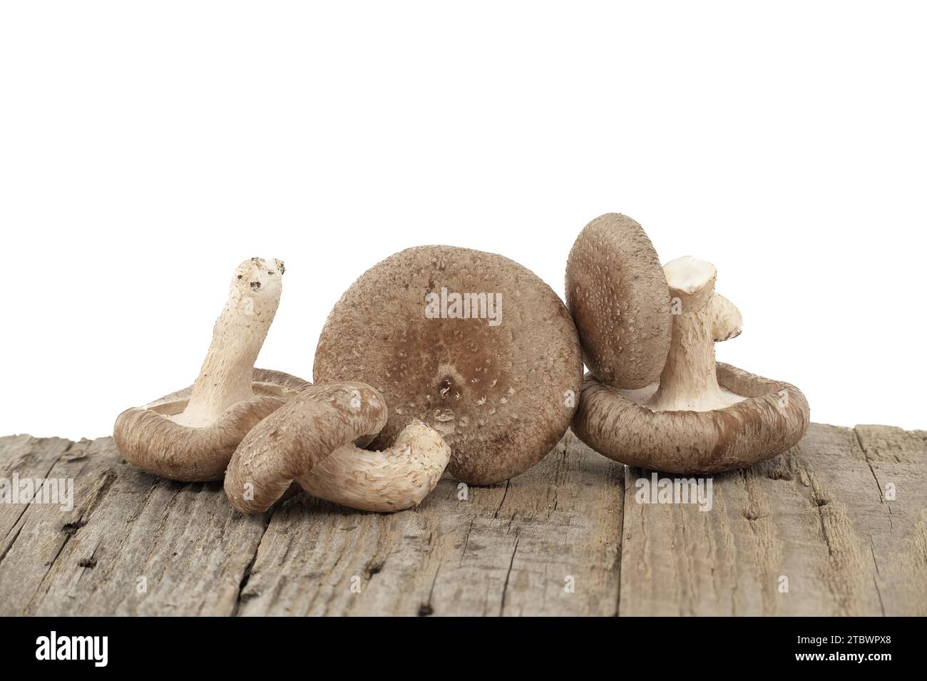 Funghi shiitake (Lentinula edodes) su una superficie in legno intemprato su sfondo bianco. Erbe medicinali e funghi Foto Stock
