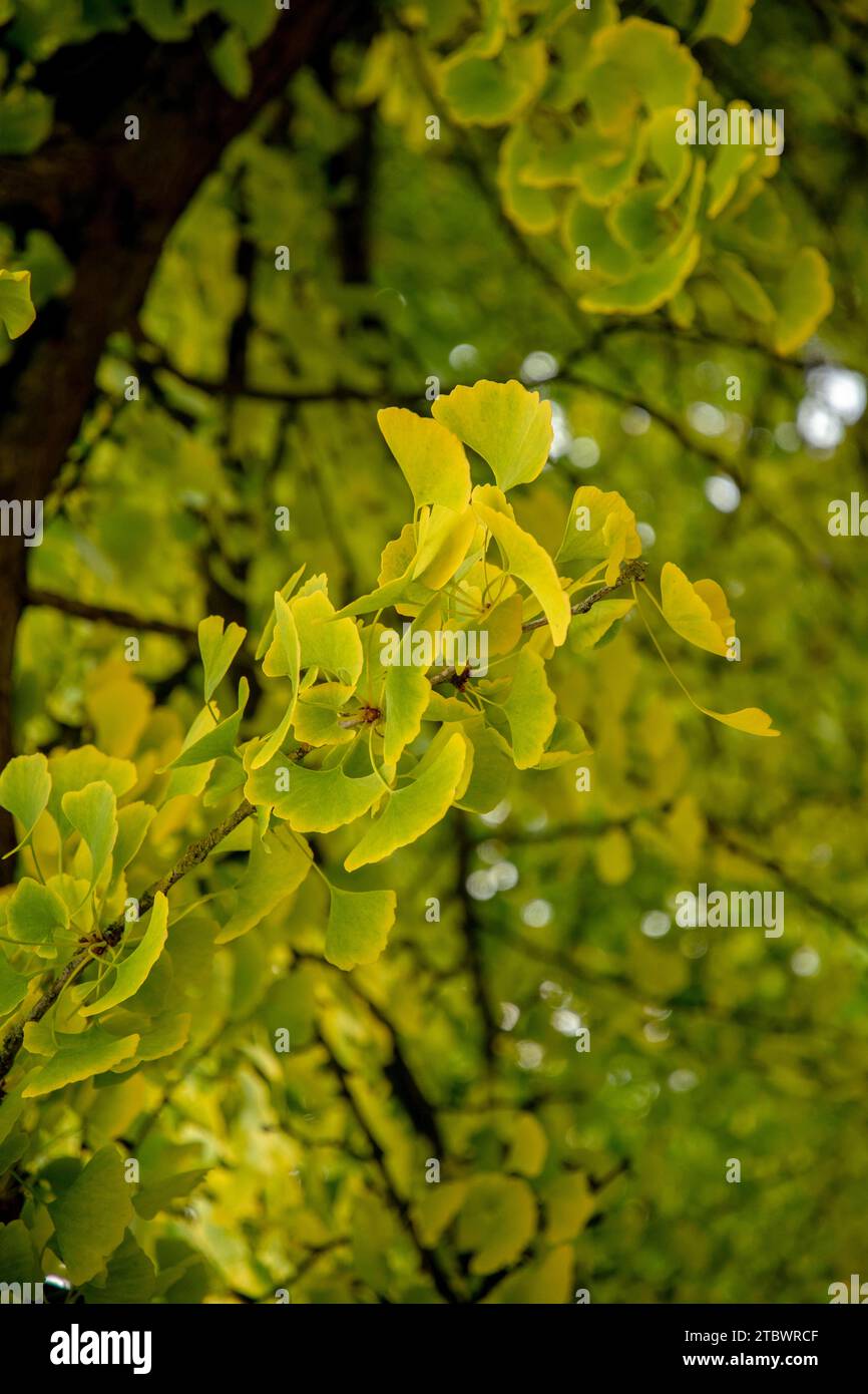 Foglie autunnali, comunemente note come ginkgo, gingko o albero di maidenhair (Ginkgo biloba) Foto Stock