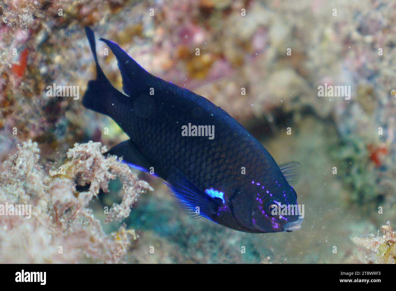 Pesci della barriera corallina al neon (Abudefduf luridus), sito di immersione della riserva marina di El Cabron, Arinaga, Gran Canaria, Spagna, Oceano Atlantico Foto Stock