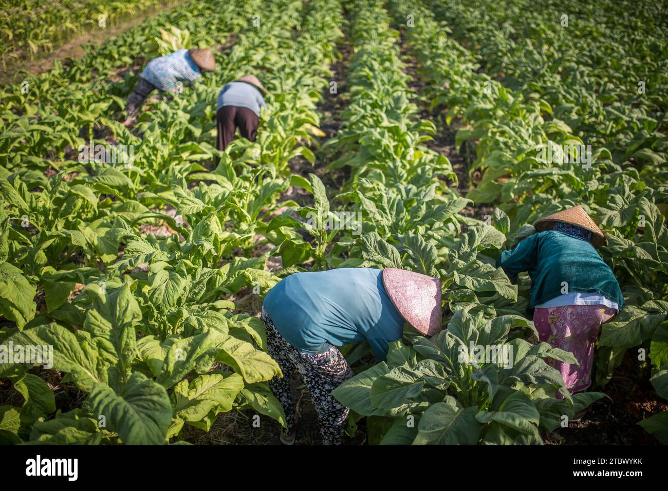 Persone che lavorano in un campo di tabacco in Asia. Foto Stock