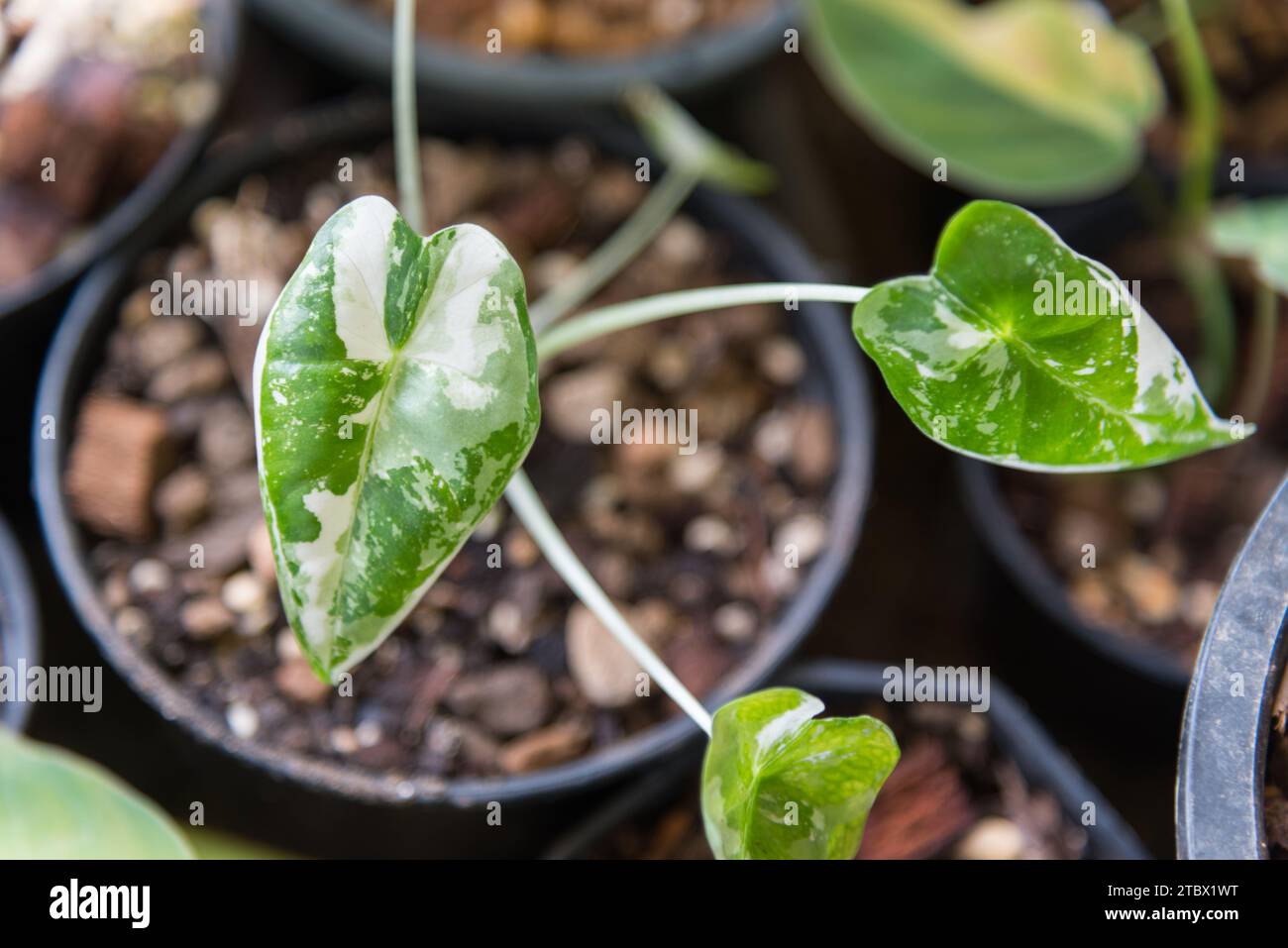Primo piano focus per l'alocasia frydek variegata nel vaso Foto Stock