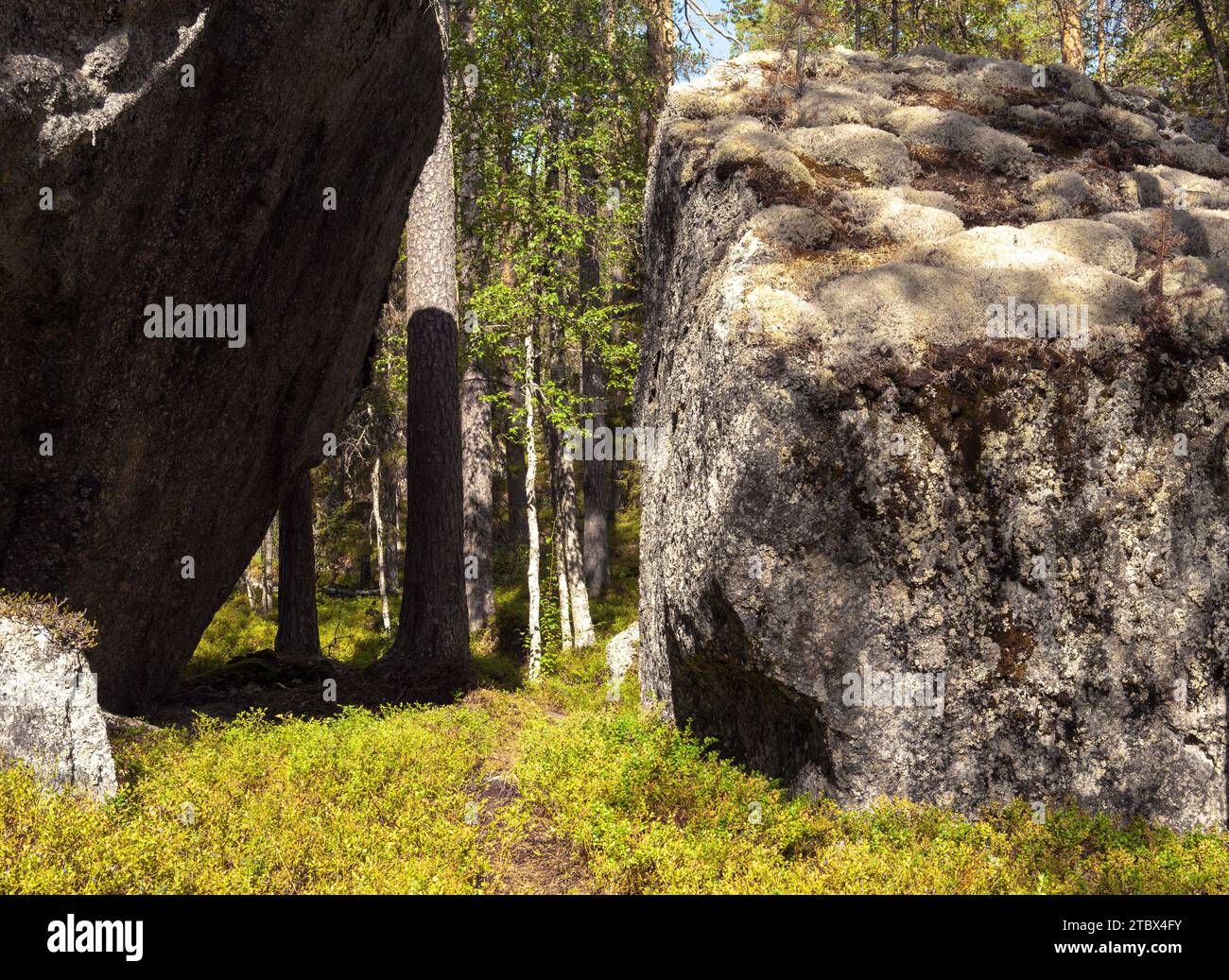 Massi enormi, vecchie piante in una foresta primordiale, foresta di serali tardivi. Sentieri e cartelli, paludi, licheni e vecchi alberi. Riserva naturale. Foto Stock